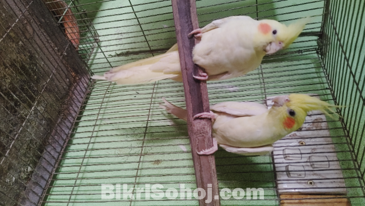 running Cockatiel pair